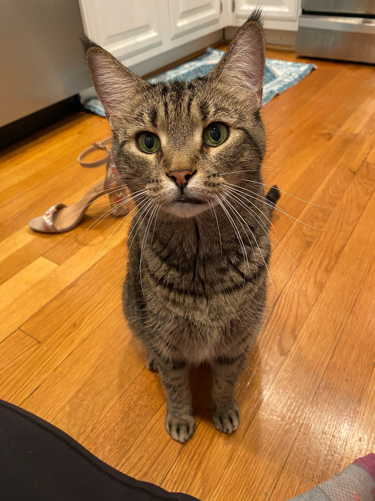 Custom Pet Portrait
