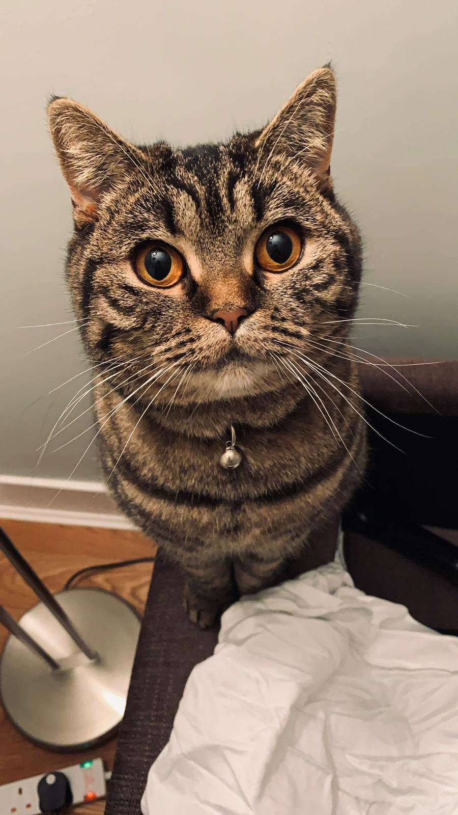 Pet Portrait Gift Voucher - Cat Voucher: Shipping Included!